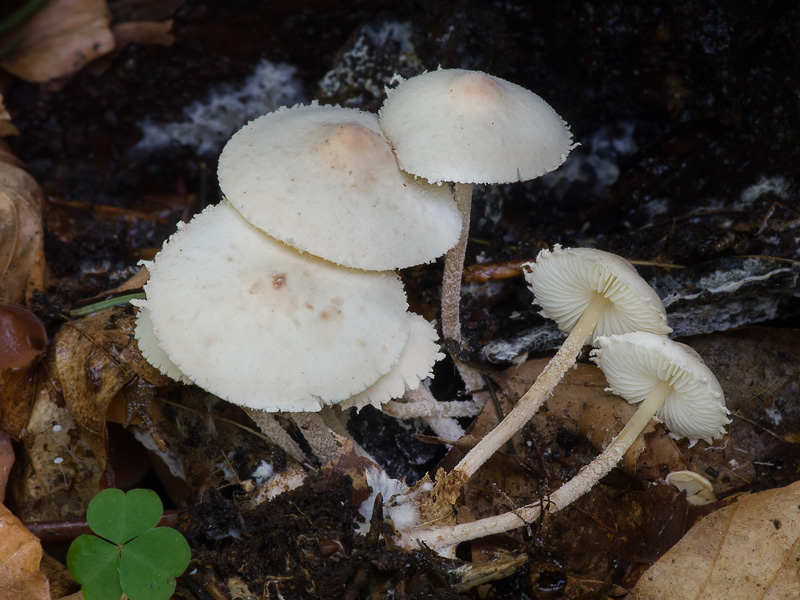 Cystolepiota seminuda